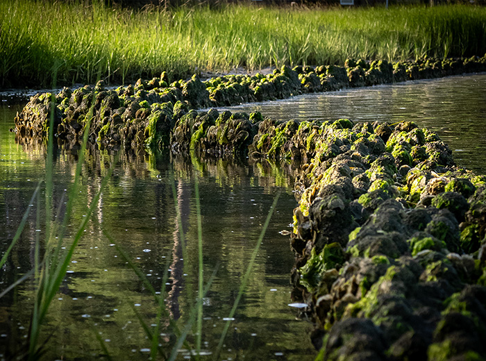 livingshorelines.header