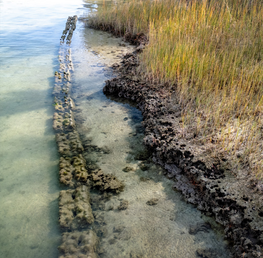 livingshorelines.shore_